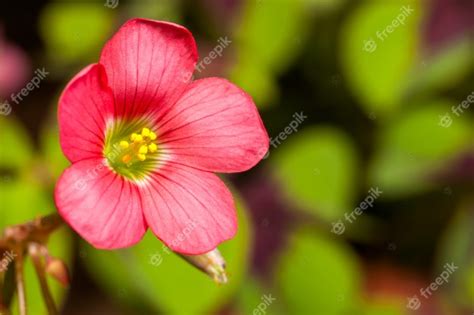 Premium Photo Four Leaf Clover Flower Trefoil Trifolium