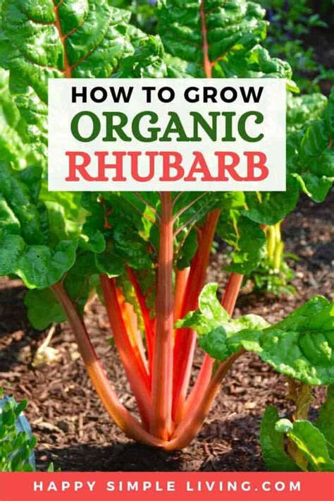 How To Grow Organic Rhubarb Happy Simple Living