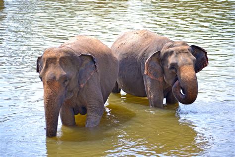 Free Images Wildlife Mammal Fauna Vertebrate Safari Sri Lanka Ceylon Indian Elephant