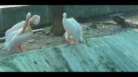 Exotic Birds Cleaning Their Wings Beautful Sex Birds Wonder Birds Youtube