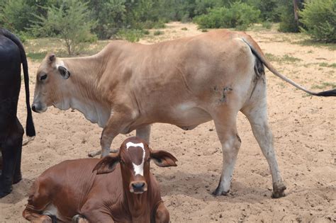 They have a lump between their shoulder blades, excess skin to help them cope with extreme weather conditions and loose dewlap. Farmer's Creek: BRAHMAN CATTLE