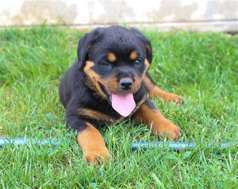 Nicole - AKC Rottweiler puppy for sale in Shipshewana ...