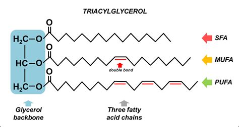 1 The Triacylglycerol Molecule Consists Of One Glycerol Backbone