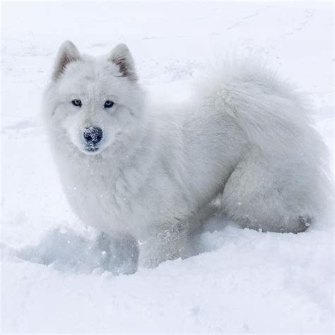 Samoyed Girl In The Snow Riinapolarbear Fluffy Coat Dog Skin Dogs Of