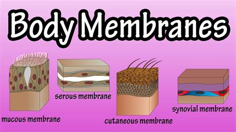 Body Membranes Types Of Membranes In The Body Serous Membranes