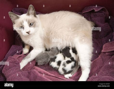 A Mother Cat Tenderly Nurses Her Three Newborn Kittens She And Two