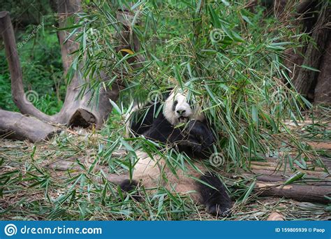 Giant Panda Eating Bamboo Leaves Stock Image Image Of Animal Cute