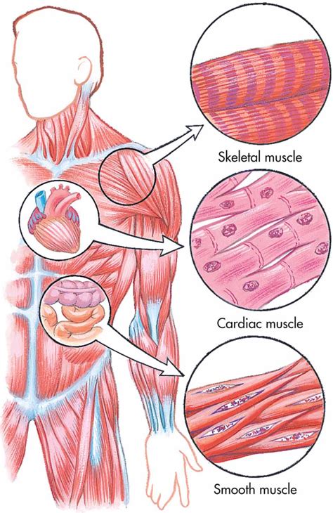 How To Identify Muscle Tissue