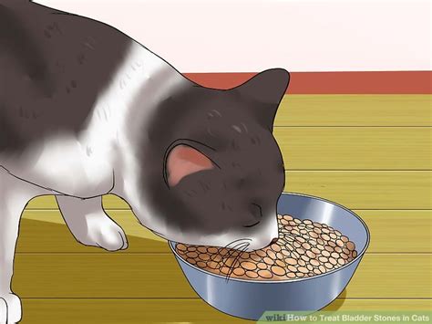 Basically, dogs or cats with struvite bladder stones should be on a high protein diet with minimal carbohydrates (especially starches and. 3 Ways to Treat Bladder Stones in Cats - wikiHow