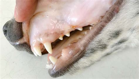 Veterinary Practice What Does White Gums On A Dog Mean