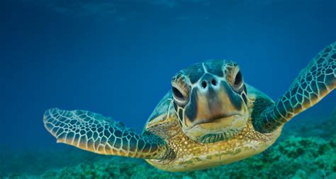 47 Bing Sea Turtle Wallpaper Wallpapersafari