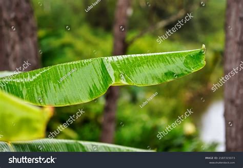 African Jungle Plants Leaves Wet Rain Stock Photo 2187315073 Shutterstock
