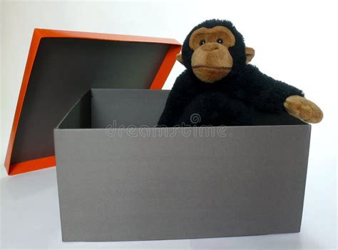 Monkey Inside A Box Picture Image 2684274