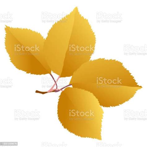 Elm Branch With Gold Autumn Leaves Isolated On White Background Stock