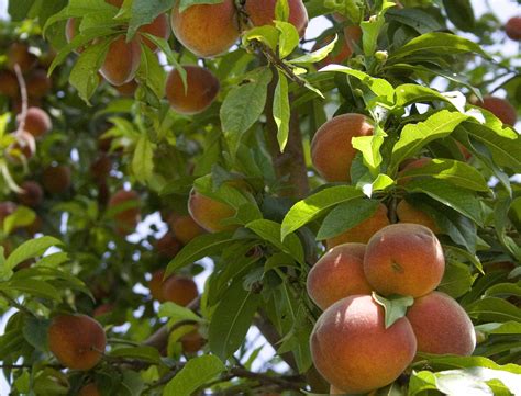 Every Garden Deserves A Peach Tree Bedfordview Edenvale News