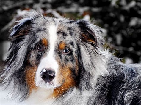 Australian Shepherd Dog Breed History And Some Interesting Facts