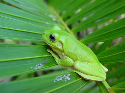 Beauty Cute Amazing Animal Animal Frog Wallpaper 2560x1920 893743