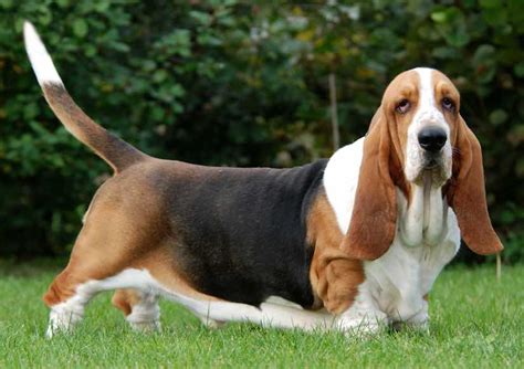 Hounds List Of All Hound Dog Breeds K9 Research Lab