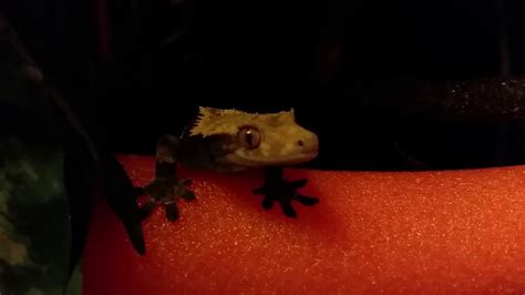 male crested gecko mating calls ~ turn up volume this is gunniess youtube