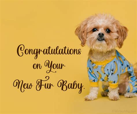 Congratulations Messages For New Dog Wishesmsg