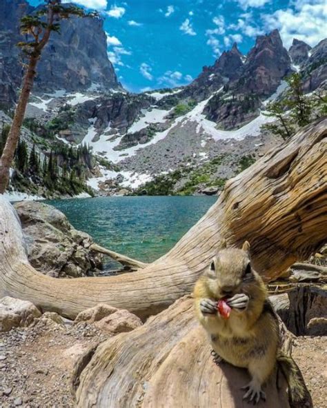 A Wild Chipmunk Appears At Rocky Mountain National Goparks Rocky