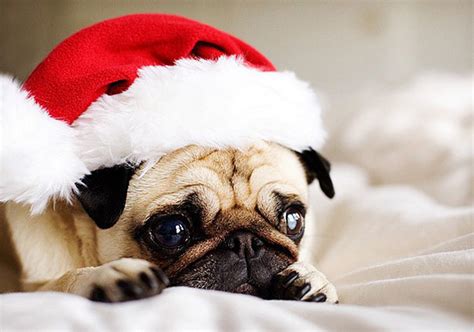 Funny Christmas Dogs 16 Background