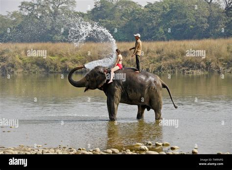Female Tourist And Mahout On Asian Elephant Spraying Water In Rapti River Chitwan National Park