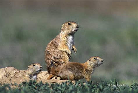 Black Tailed Prairie Dogs On Burrow Rocky Mountain Arsenal National