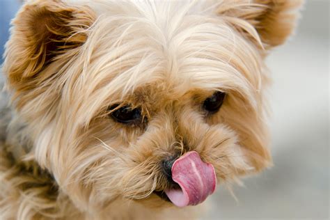 20 Dogs Who Pull Off Sticking Out Their Tongue Right Animal Planet