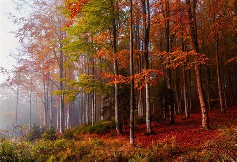 Autumn Forest Fondo De Pantalla Hd Fondo De Escritorio 2048x1400