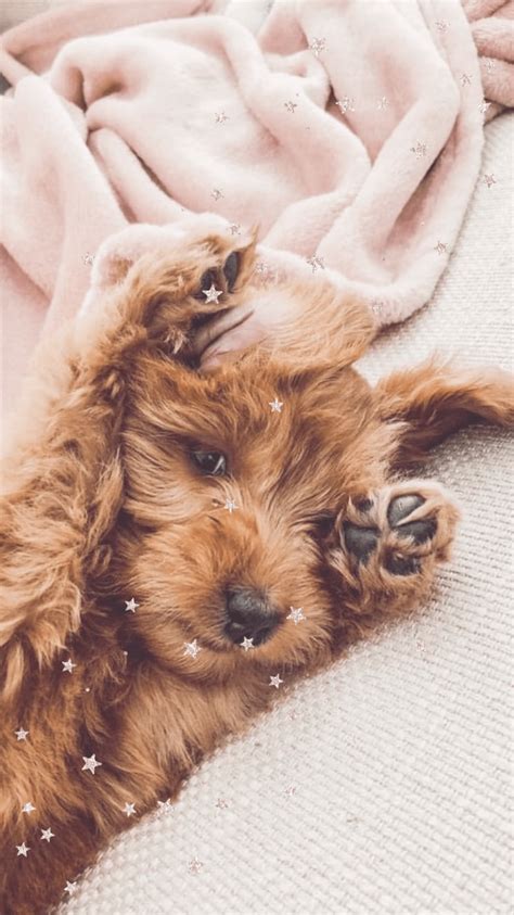 Cute Aesthetic Dog Wallpapers Wallpaper Cave