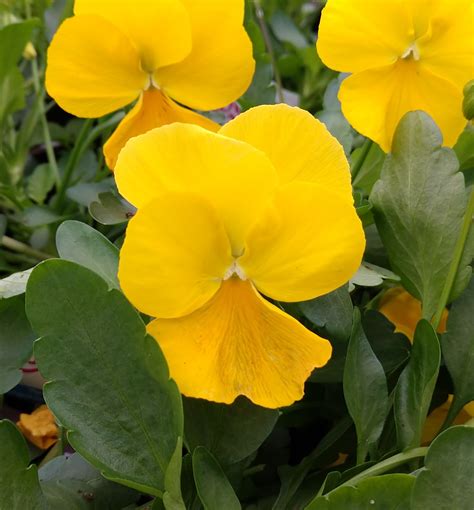 Cool Wave Golden Yellow Pansy Natorps Online Plant Store