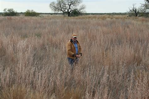 Native grasses are typically planted in a mix, even with some forbs, to increase the success of stand establishment and to provide the plant species diversity necessary as wildlife habitat. Why Native Grasses? | Wild Wonderings