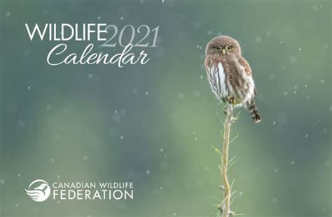 Free Canadian Wildlife Federation Calendar 2021 — Deals From Savealoonie