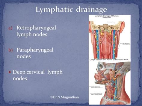 Pharynx Drnmugunthanms