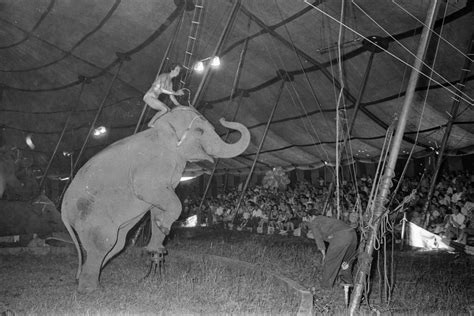 Clyde Beatty Cole Brothers Circus In Town August 1969 Ann Arbor