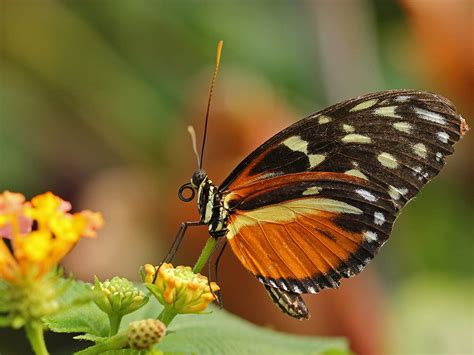 Save The Butterflies Guardians Of Biodiversity By Usama Rafiq Sep
