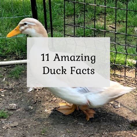 11 Amazing Duck Facts The Cape Coop