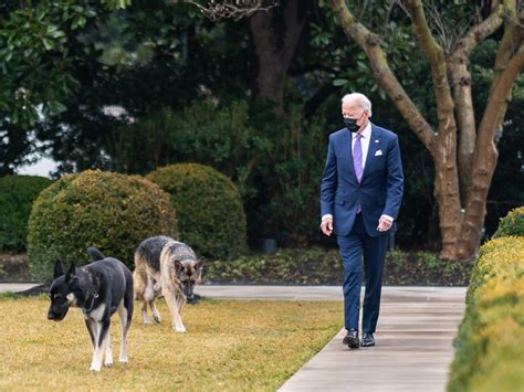 Biden Calls Major A Sweet Dog Who Needs Some Training Npr