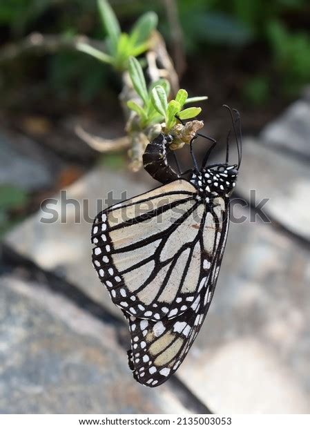 Monarch Butterfly Danaus Plexippus Laying Eggs Stock Photo 2135003053