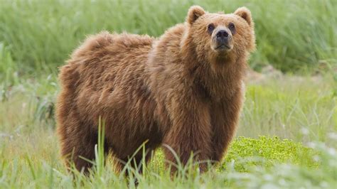 Brown Bear Diet Habitat And Facts Zoological World