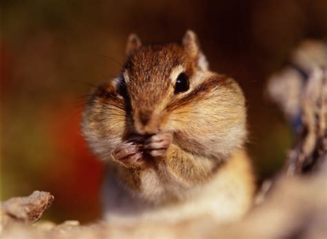 What Types Of Foods Do Squirrels Eat Sciencing
