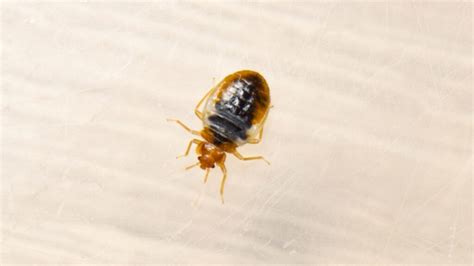 Do Bed Bugs Carry Diseases Risks And Prevention Tips Pest Samurai