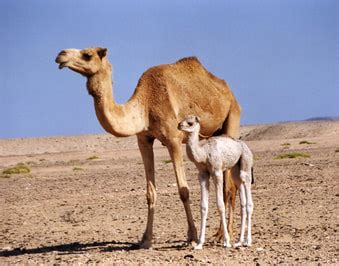 How long can a camel live? Camels - ANIMALS AND ENGLISH