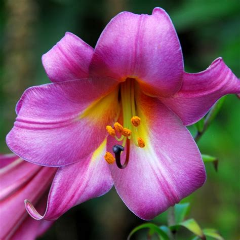 Buy Trumpet Lily Pink Perfection Bulb Lilium Pink Perfection Group £1