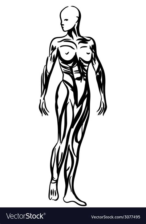 Human Body Anatomy Woman Royalty Free Vector Image
