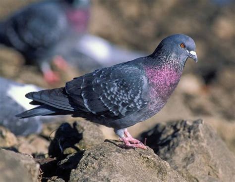 Rock Pigeon Rock Dove Missouri Department Of Conservation
