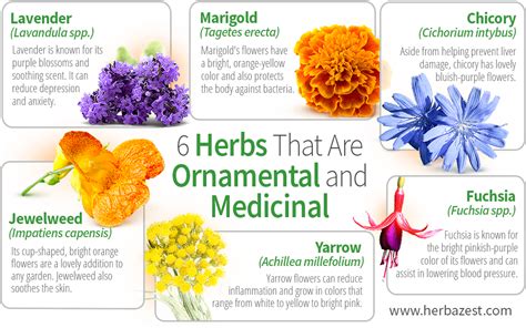 6 Herbs That Are Ornamental And Medicinal Herbazest