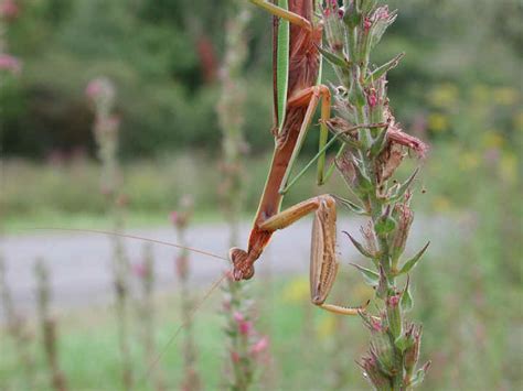 Praying Mantis (Mantis religiosa) - 06 - One of God's Little Folk From