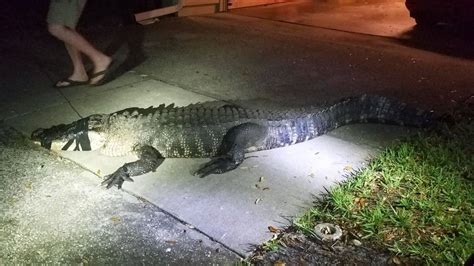 11 Foot Long Alligator Breaks Into Florida Home Overnight